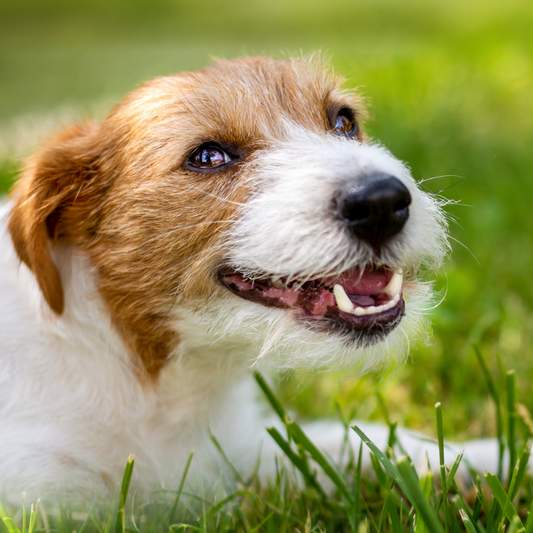 La Importancia de la Limpieza Dental en Mascotas y Cómo Hacerlo Correctamente