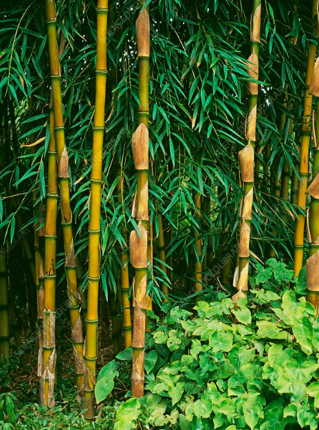 Bambú vs. Plástico: Un Combate Verde por Nuestro Futuro