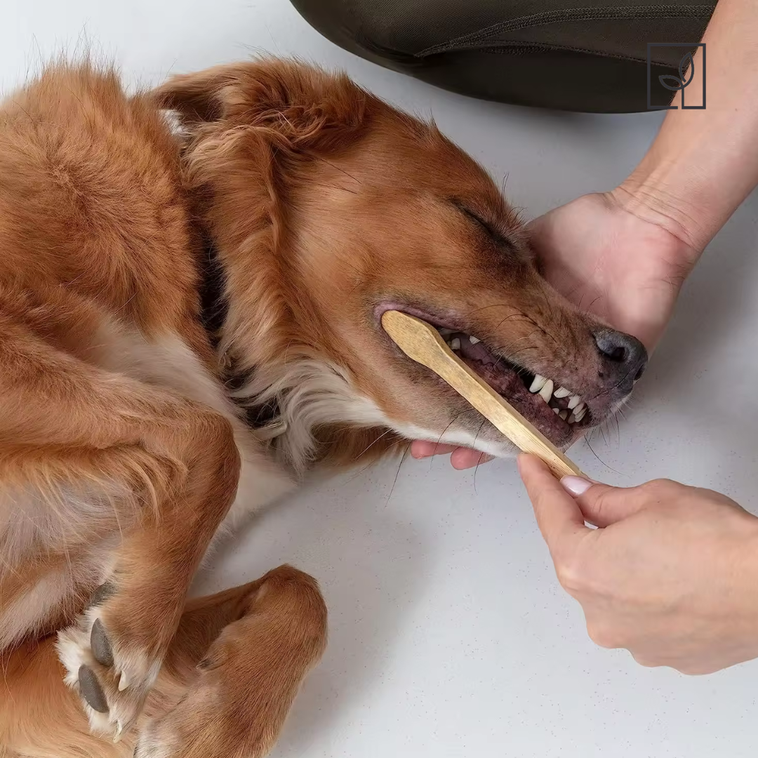 Fair Cepillo Dental de Mascotas